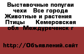 Выставочные попугаи чехи - Все города Животные и растения » Птицы   . Кемеровская обл.,Междуреченск г.